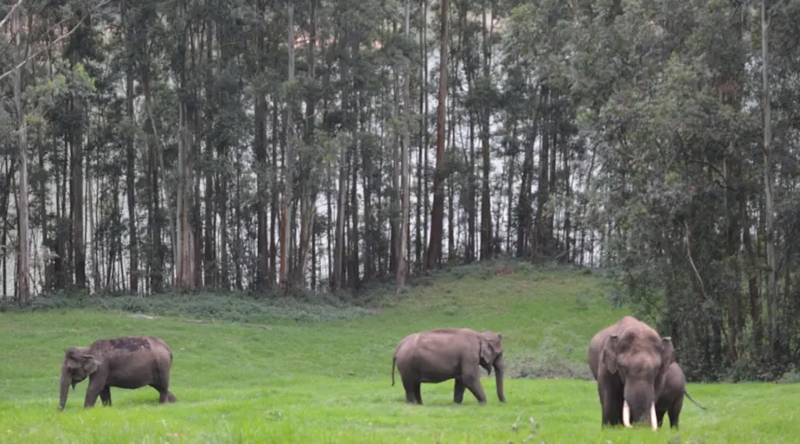 Pampadum Shola National Park